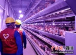 电力工作人员在养殖场开展用电安全巡护。青神供电供图 - Sc.Chinanews.Com.Cn