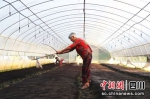 工人正在基地大棚忙碌。西充县委宣传部供图 - Sc.Chinanews.Com.Cn