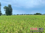 什邡：抗高温保灌溉 25万亩水稻谷穗沉甸甸 - Sc.Chinanews.Com.Cn