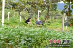 村民正在采收大豆青豆荚。汶川县委宣传部供图 - Sc.Chinanews.Com.Cn