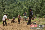 村民们把长满荒草的山地整理出来种上农作物。 - Sc.Chinanews.Com.Cn