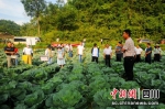 图为朝天区高山蔬菜产业交流会。 - Sc.Chinanews.Com.Cn