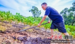 灌溉现场(贡井融媒 供图) - Sc.Chinanews.Com.Cn