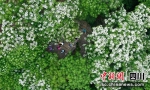 五龙山拥有丰富的自然资源。潘建勇摄 - Sc.Chinanews.Com.Cn