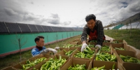 从邓玛生态园大棚里摘下的大青椒。许晓天 摄 - Sc.Chinanews.Com.Cn