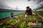 从邓玛生态园大棚里摘下的大青椒。许晓天 摄 - Sc.Chinanews.Com.Cn