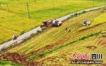 收割水稻。 中江县委宣传部供图 - Sc.Chinanews.Com.Cn