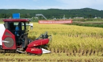 我校水稻新品种通过减氮增效高产验收 - 西南科技大学