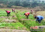 志愿者帮助患病老人栽菜籽。（资料图）洪雅融媒中心供图 - Sc.Chinanews.Com.Cn
