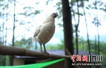 骄傲的白羽乌鸡。 滕腾 摄 - Sc.Chinanews.Com.Cn