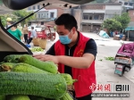 疫情造成蔬菜滞销，人大代表助农渡难关。陶文斯 摄 - Sc.Chinanews.Com.Cn