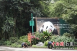 园林绿化养护。成都大熊猫繁育研究基地供图 - Sc.Chinanews.Com.Cn