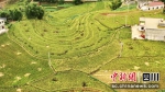 泰和村的再生稻长势良好，穗形均匀，结实率高，10月下旬便可陆续收获。 何源 摄 - Sc.Chinanews.Com.Cn