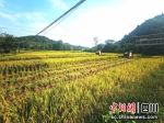 收割机在田间穿梭收割稻谷。赵月 摄 - Sc.Chinanews.Com.Cn