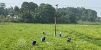 江安农民正在对再生稻进行施肥。江安县农业农村局 供图 - Sc.Chinanews.Com.Cn
