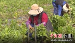 农户采收莴笋。壤塘县委宣传部供图 - Sc.Chinanews.Com.Cn