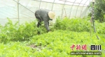 林松在打理菜园子。 - Sc.Chinanews.Com.Cn