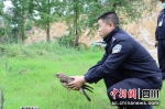 警察救助国家二级保护动物鵟。 - Sc.Chinanews.Com.Cn