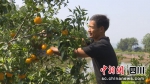 橙子丰收。向兴桂 摄 - Sc.Chinanews.Com.Cn