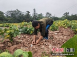 大豆地里套种土豆。曾佐然 摄 - Sc.Chinanews.Com.Cn