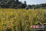 村民正在收割再生稻。唐千越摄 - Sc.Chinanews.Com.Cn