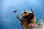 卧龙大熊猫。马川江摄 - Sc.Chinanews.Com.Cn