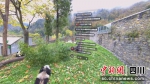 首次3D全景VR大熊猫直播截图。PICO供图 - Sc.Chinanews.Com.Cn