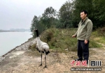 工作人员将黑颈鹤放归大自然。洪雅融媒体中心供图 - Sc.Chinanews.Com.Cn