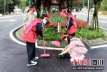 志愿者们正在亲扫道路，开展环境整治工作。洪雅融媒体中心供图 - Sc.Chinanews.Com.Cn