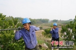 施工人员正在牵引电线。苟华彬摄 - Sc.Chinanews.Com.Cn