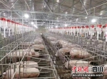 灏铭农业的肥猪养殖场。 - Sc.Chinanews.Com.Cn