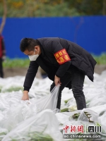 志愿者忙着帮忙分拣新鲜蔬菜。什邡市委宣传部供图 - Sc.Chinanews.Com.Cn