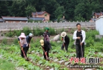 吉各贵日（右一）和家人一起给烟田除草。 - Sc.Chinanews.Com.Cn