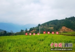大槽村700亩”烟+荞“轮作地。张玄叡 摄 - Sc.Chinanews.Com.Cn