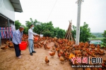 农户正在喂养。李俊聪 摄 - Sc.Chinanews.Com.Cn