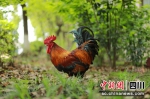 全国名特优新农产品“大安肉鸡”。 陈皓 摄 - Sc.Chinanews.Com.Cn