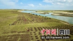 黄河生态防护带。 - Sc.Chinanews.Com.Cn