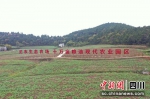 十万亩现代农业园。曹礼芹 摄 - Sc.Chinanews.Com.Cn