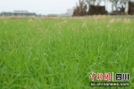 长势良好的农作物。旌阳区融媒体中心供图 - Sc.Chinanews.Com.Cn