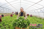 大棚蔬菜让“冬闲”变“冬忙”。胡晓霞 摄 - Sc.Chinanews.Com.Cn