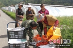 小番茄丰收。叶强平摄 - Sc.Chinanews.Com.Cn