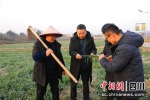 查看小麦长势。 中江县委宣传部供图 - Sc.Chinanews.Com.Cn