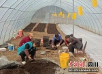 广元市利州区瞾宝家庭农场的村民们在育苗。 - Sc.Chinanews.Com.Cn