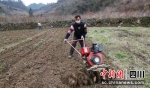 正在地里忙碌。珙县县委宣传部 供图 - Sc.Chinanews.Com.Cn