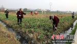 田间地头村民正在给油菜苗浇水施肥。罗俊涵摄 - Sc.Chinanews.Com.Cn