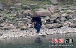爱鸟人士拍摄的现场图片。富顺警方 供图 - Sc.Chinanews.Com.Cn