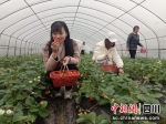 游客相约品香甜“莓”味。穆江涛 摄 - Sc.Chinanews.Com.Cn