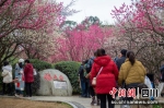 成都植物园梅花园吸引市民。刘忠俊摄 - Sc.Chinanews.Com.Cn