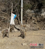 在山野嬉戏觅食的藏猕猴。壤塘县委宣传部供图 - Sc.Chinanews.Com.Cn