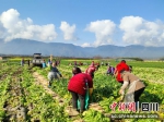 村民们正在田间地头收萝卜。余静摄 - Sc.Chinanews.Com.Cn